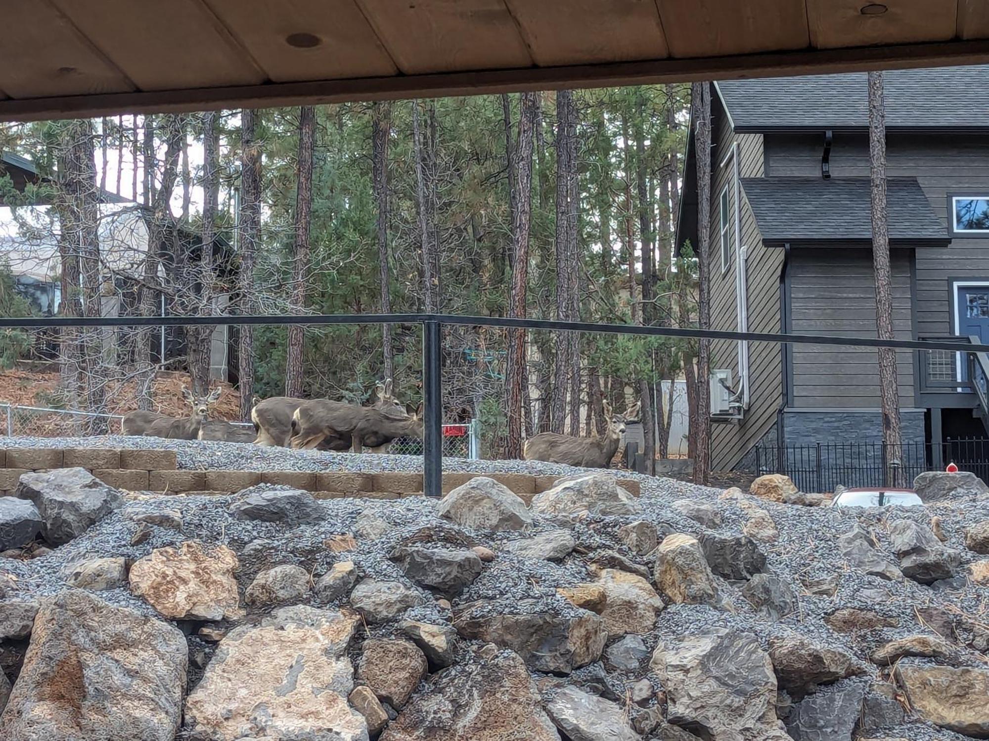 Hébergement de vacances Cozy 2bd/2ba, 2 Covered Decks, Patio Dinning, Newly Built! Pinetop-Lakeside